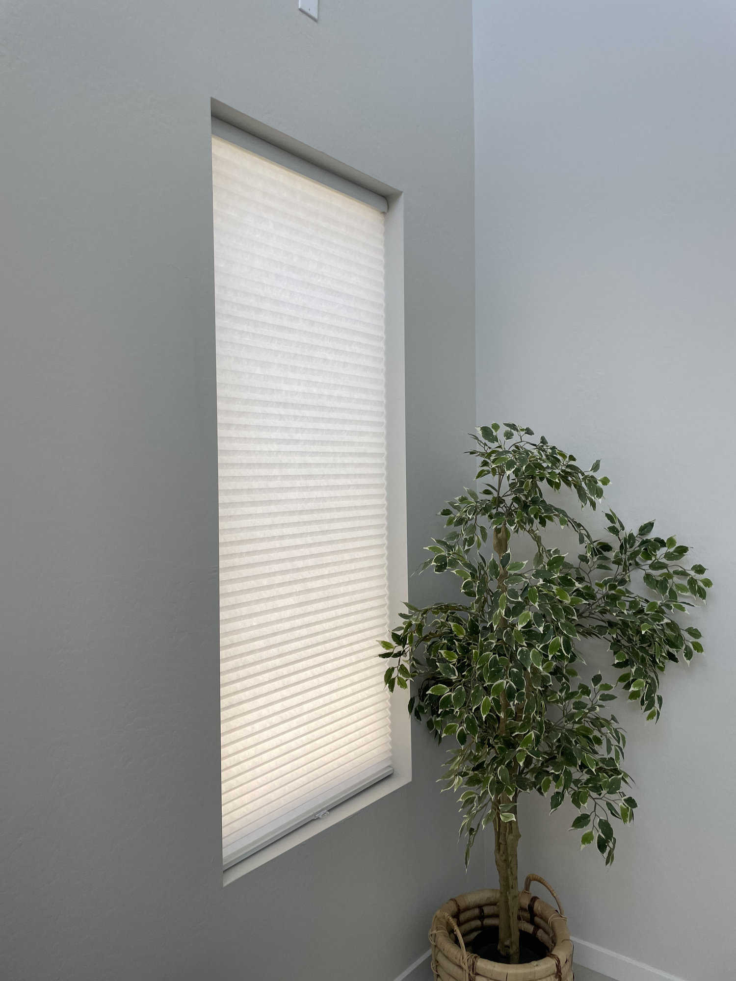 White cellular shade beside a tall indoor ficus plant